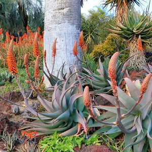 Aloe rubroviolacea, Arabian Aloe, Orange flowers, Succulents, Aloes, Drought tolerant plants
